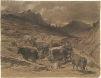 Rinder in der Auvergne