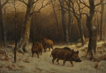 Sangliers dans la neige
