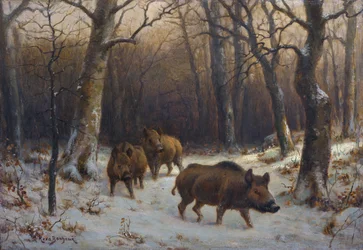 Sangliers dans la neige