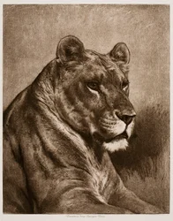 Löwin