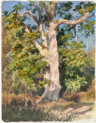 Baumstudie (Aquarell)