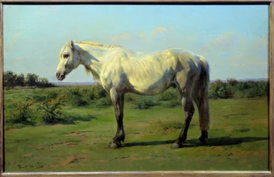 Weißes Pferd auf einer Wiese.