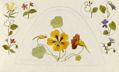 Designs mit Kapuzinerkresse und anderen Blumen