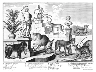 Affen und Wildkatzen