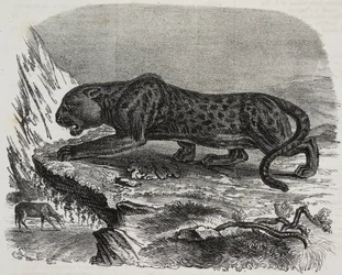 Schwarzer Panther im Jardin des Plantes, Botanischer Garten von Paris, Frankreich, Lithographie von Salvatore Puglia aus Poliorama Pittoresco, Nr. 26, 4. Februar