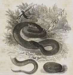 Schwarze Variante der gewöhnlichen Viper, Schwanz und kleine Viper um sich selbst gewickelt wie im Mutterleib