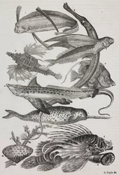 Meerestiere: 1 Dattiloftera, 2 Syngnathus, 3 Pegasus, 4 Trachypterus, 5 Chaetodon, 6 Kaninchenfisch, 7 Einhorn (Narwal), 8 Fliegende Pteroids, 9 Attinia