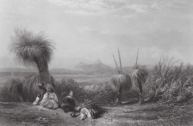 Australien: Grasbaumebenen