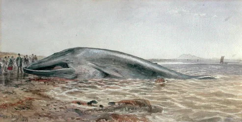 Der Aberlady-Wal, Longriddy Bay