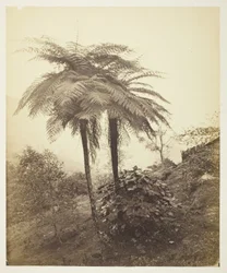 Der Baumfarn, Preisfoto
