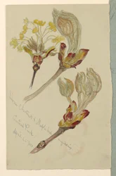 Zeichnung, Studien. Rosskastanie und Ahornknospen entfalten sich, Central Park, N.Y.C., 26. April 1880