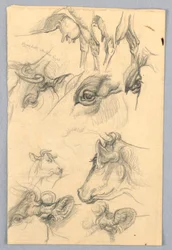 Studien von Kühen