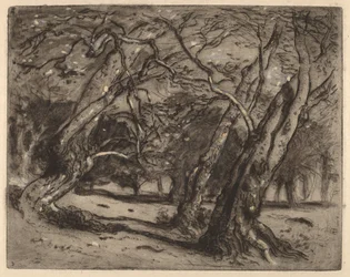 Ohne Titel (Waldlandschaft)