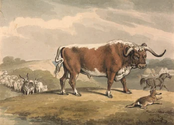 Ein Stier und ein Kaninchen
