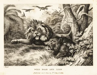 Ein Löwe und ein Wildschwein kämpfen, während Geier darüber kreisen. 1811