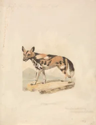 Abessinischer Hund