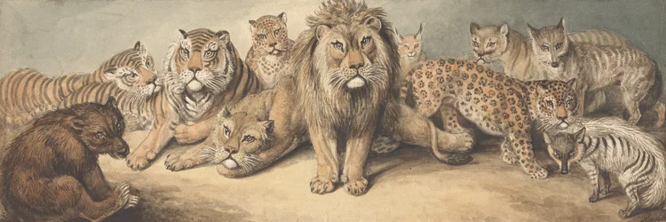 Tiere aus der Familie der Katzen, mit einem Bären und Füchsen
