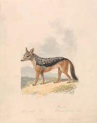 Schabrackenschakal