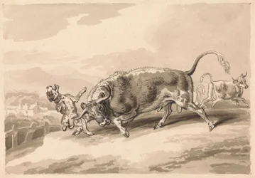 Stier greift Mastiff an