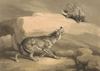 Fuchs und der Igel (Stachelschwein)