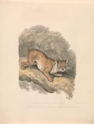 Nordamerikanischer Luchs