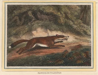 Der gejagte Fuchs