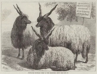 Ungarische Bergschafe auf der Smithfield Show