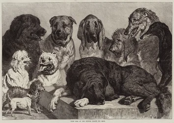 Preishunde auf der Hundeausstellung im Crystal Palace