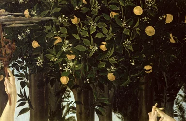 Primavera, Detail des Orangenbaums