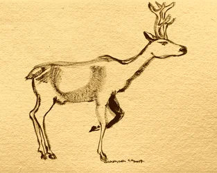 Eleganter Waldhirsch