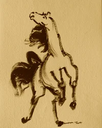 Pferd 24