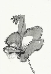 Monochrome Blumenstudie
