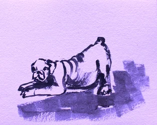 Spielerische Bulldogge beim Strecken