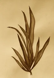 Botanische Studie in Sepia