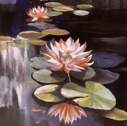 Stille Seerosen