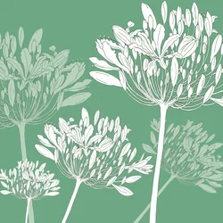 Agapanthus-Brise, 2005