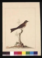Seite 14. Gelbohr-Fänger. Jetzt bekannt als Yellow-faced Honeyeater, ca. 1789-90