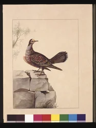 Seite 15. Goldflügeltaube. Jetzt bekannt als ein Wald-Bronzeflügeltaube, ca. 1789-90
