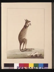 Seite 25. Ein Känguru. Jetzt bekannt als Känguru. Scheint eine Kopie von Sarah Stone nach einer Platte von Charles Catton Junr. zu sein, ca. 1789-90