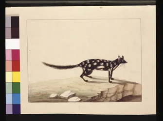 Seite 28. Ein Tapoa Tafa. Jetzt bekannt als Dasyurus quoll. Scheint eine Kopie von Sarah Stone nach einer Platte von Charles Catton Junr., ca. 1789-90