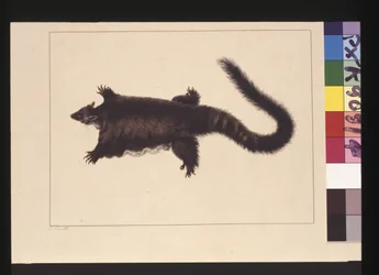 Seite 4. Hepoona Roo: Signiert l.l. außerhalb der Rahmenlinie S. Smith. Jetzt bekannt als ein Großer Gleitbeutler, ca. 1789-90