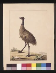 Seite 7. New Holland Kasuar. Jetzt bekannt als ein Emu, ca. 1789-90