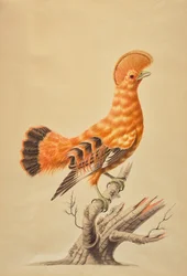 Rupicola rupicola