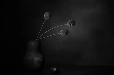 Dunkle Blumenstille