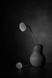 Ruhiges Lotus-Stillleben
