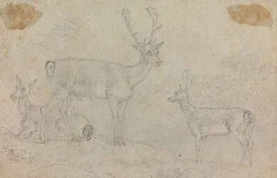 Ein Hirsch und zwei Rehe