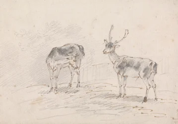 Reh und Hirsch