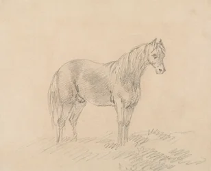 Männliches Pferd