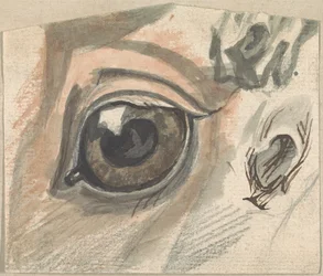 Studien von Gesichtszügen eines Pferdes