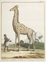 Giraffe oder Kameel-Paart, Illustration aus 